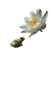 Green Frog Lotus Vinyl Car Decal Sticker – Waterproof & UV-Resistant 4.746666666666667"
