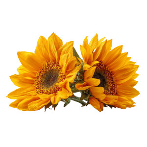 Bright Yellow Sunflowers Vinyl Car Decal Sticker – Waterproof & UV-Resistant 3.4133333333333336" Bright Yellow Sunflowers Vinyl Car Decal Sticker – Waterproof & UV-Resistant 3.4133333333333336"