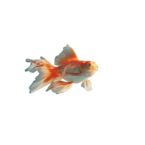 Skyward Goldfish Vinyl Car Decal Sticker – Waterproof & UV-Resistant 3.4133333333333336" Skyward Goldfish Vinyl Car Decal Sticker – Waterproof & UV-Resistant 3.4133333333333336"