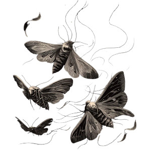 Flying Moth Silhouettes Vinyl Car Decal Sticker – Waterproof & UV-Resistant 3.4133333333333336" Flying Moth Silhouettes Vinyl Car Decal Sticker – Waterproof & UV-Resistant 3.4133333333333336"