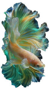 Majestic Betta Fish V4 Vinyl Car Decal Sticker – Waterproof & UV-Resistant 9.706666666666667" Majestic Betta Fish V4 Vinyl Car Decal Sticker – Waterproof & UV-Resistant 9.706666666666667"