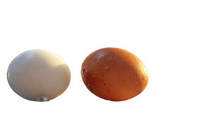 Realistic Eggs Vinyl Car Decal Sticker – Waterproof & UV-Resistant 2.72" Realistic Eggs Vinyl Car Decal Sticker – Waterproof & UV-Resistant 2.72"
