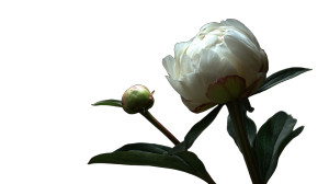 White Peony Bud V2 Vinyl Car Decal Sticker – Waterproof & UV-Resistant 2.72" White Peony Bud V2 Vinyl Car Decal Sticker – Waterproof & UV-Resistant 2.72"