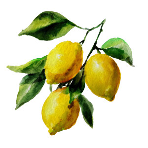 Watercolor Lemons V3 Vinyl Car Decal Sticker – Waterproof & UV-Resistant 6.826666666666667" Watercolor Lemons V3 Vinyl Car Decal Sticker – Waterproof & UV-Resistant 6.826666666666667"