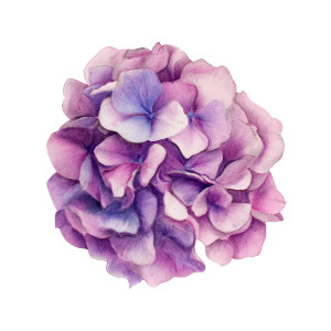 Hydrangea Watercolor V2 Vinyl Car Decal Sticker – Waterproof & UV-Resistant 6.826666666666667" Hydrangea Watercolor V2 Vinyl Car Decal Sticker – Waterproof & UV-Resistant 6.826666666666667"