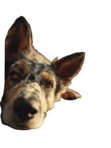 Dog Close-Up Vinyl Car Decal Sticker – Waterproof & UV-Resistant 8.213333333333333" Dog Close-Up Vinyl Car Decal Sticker – Waterproof & UV-Resistant 8.213333333333333"