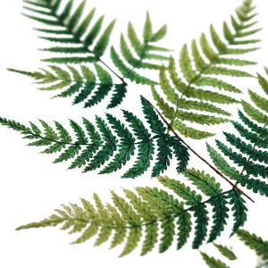 Fern Fronds Sketch Vinyl Car Decal Sticker – Waterproof & UV-Resistant 3.4133333333333336"