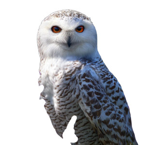 Snowy Owl Portrait V3 Vinyl Car Decal Sticker – Waterproof & UV-Resistant 3.4133333333333336" Snowy Owl Portrait V3 Vinyl Car Decal Sticker – Waterproof & UV-Resistant 3.4133333333333336"