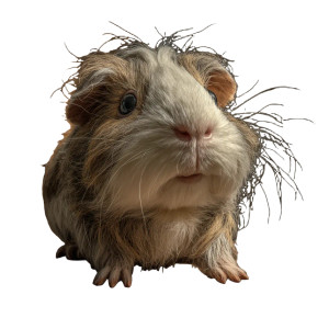 Sweet Guinea Pig Vinyl Car Decal Sticker – Waterproof & UV-Resistant 3.4133333333333336" Sweet Guinea Pig Vinyl Car Decal Sticker – Waterproof & UV-Resistant 3.4133333333333336"