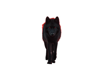 Red-Eyed Black Wolf Vinyl Car Decal Sticker – Waterproof & UV-Resistant 6.613333333333333"