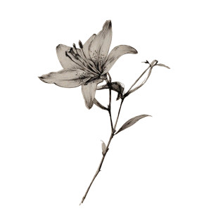 Lily Pencil Drawing Vinyl Car Decal Sticker – Waterproof & UV-Resistant 3.4133333333333336"