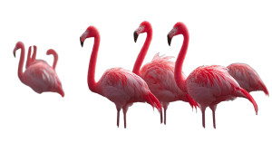 Group Of Flamingos Vinyl Car Decal Sticker – Waterproof & UV-Resistant 5.4 Group Of Flamingos Vinyl Car Decal Sticker – Waterproof & UV-Resistant 5.4