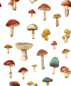 Colorful Vector Mushrooms Vinyl Car Decal Sticker – Waterproof & UV-Resistant 8.0"