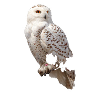 Snowy Owl Perched Vinyl Car Decal Sticker – Waterproof & UV-Resistant 3.4133333333333336" Snowy Owl Perched Vinyl Car Decal Sticker – Waterproof & UV-Resistant 3.4133333333333336"