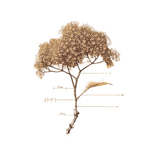 Elderflower Botanical Illustration Vinyl Car Decal Sticker – Waterproof & UV-Resistant 6.826666666666667"