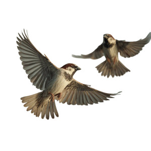 Flying House Sparrows Vinyl Car Decal Sticker – Waterproof & UV-Resistant 3.4133333333333336" Flying House Sparrows Vinyl Car Decal Sticker – Waterproof & UV-Resistant 3.4133333333333336"