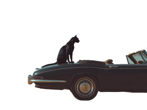 Black Puma On Car Vinyl Car Decal Sticker – Waterproof & UV-Resistant 6.1866666666666665"