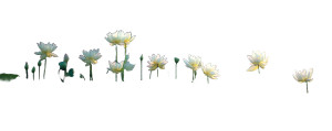 White Lotus Blooms Vinyl Car Decal Sticker – Waterproof & UV-Resistant 4.586666666666667" White Lotus Blooms Vinyl Car Decal Sticker – Waterproof & UV-Resistant 4.586666666666667"