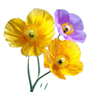 Delicate Poppy Flowers V2 Vinyl Car Decal Sticker – Waterproof & UV-Resistant 6.826666666666667" Delicate Poppy Flowers V2 Vinyl Car Decal Sticker – Waterproof & UV-Resistant 6.826666666666667"