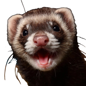 Happy Ferret Vinyl Car Decal Sticker – Waterproof & UV-Resistant 3.4133333333333336" Happy Ferret Vinyl Car Decal Sticker – Waterproof & UV-Resistant 3.4133333333333336"