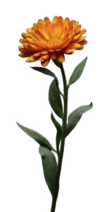 Pot Marigold Plant Vinyl Car Decal Sticker – Waterproof & UV-Resistant 5.066666666666666"