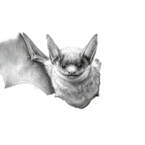 Flying Bat Sketch Vinyl Car Decal Sticker – Waterproof & UV-Resistant 3.4133333333333336"