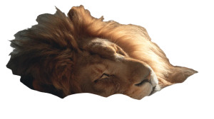 Sleeping Lion V2 Vinyl Car Decal Sticker – Waterproof & UV-Resistant 2.72"