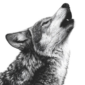 Howling Coyote V2 Vinyl Car Decal Sticker – Waterproof & UV-Resistant 6.826666666666667"