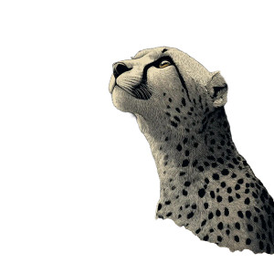 Skyward Cheetah Vinyl Car Decal Sticker – Waterproof & UV-Resistant 3.4133333333333336"