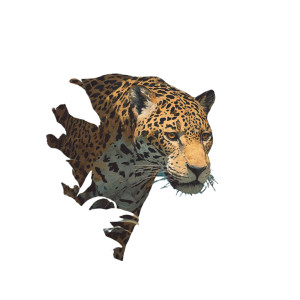 Mysterious Angry Leopard Vinyl Car Decal Sticker – Waterproof & UV-Resistant 3.4133333333333336"