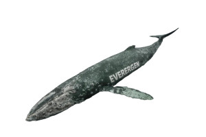 Green Labeled Whale Vinyl Car Decal Sticker – Waterproof & UV-Resistant 2.986666666666667"