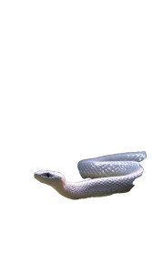 Silver Serpent Glide Vinyl Car Decal Sticker – Waterproof & UV-Resistant 9.706666666666667"