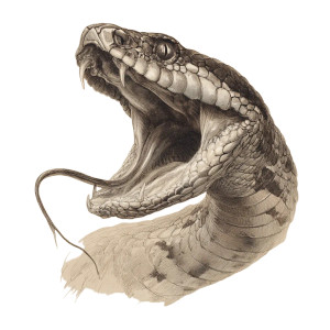 Exploded Snake Head Vinyl Car Decal Sticker – Waterproof & UV-Resistant 3.4133333333333336"