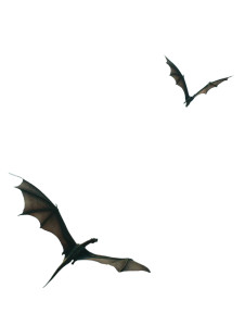Dragons In Flight Vinyl Car Decal Sticker – Waterproof & UV-Resistant 8.213333333333333" Dragons In Flight Vinyl Car Decal Sticker – Waterproof & UV-Resistant 8.213333333333333"