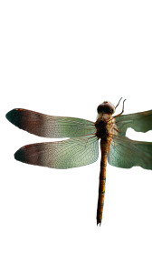 Resting Dragonfly Vinyl Car Decal Sticker – Waterproof & UV-Resistant 4.8533333333333335" Resting Dragonfly Vinyl Car Decal Sticker – Waterproof & UV-Resistant 4.8533333333333335"