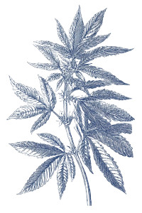 Blue Dream Cannabis Vinyl Car Decal Sticker – Waterproof & UV-Resistant 8.96"