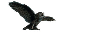 Majestic Owl Landing Vinyl Car Decal Sticker – Waterproof & UV-Resistant 5.4 Majestic Owl Landing Vinyl Car Decal Sticker – Waterproof & UV-Resistant 5.4