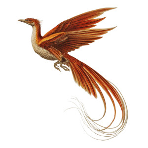Phoenix In Flight V5 Vinyl Car Decal Sticker – Waterproof & UV-Resistant 3.4133333333333336" Phoenix In Flight V5 Vinyl Car Decal Sticker – Waterproof & UV-Resistant 3.4133333333333336"