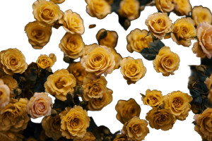 Yellow Roses Field Vinyl Car Decal Sticker – Waterproof & UV-Resistant 2.986666666666667"