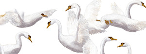 Golden-Beaked Swans Vinyl Car Decal Sticker – Waterproof & UV-Resistant 2.2