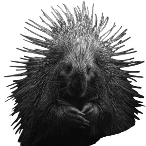 Porcupine Vinyl Car Decal Sticker – Waterproof & UV-Resistant 6.826666666666667"
