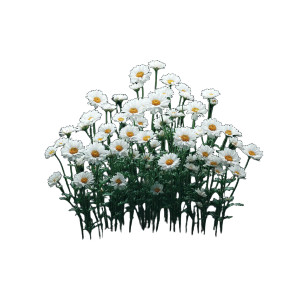 White Wildflowers Cluster Vinyl Car Decal Sticker – Waterproof & UV-Resistant 6.826666666666667" White Wildflowers Cluster Vinyl Car Decal Sticker – Waterproof & UV-Resistant 6.826666666666667"