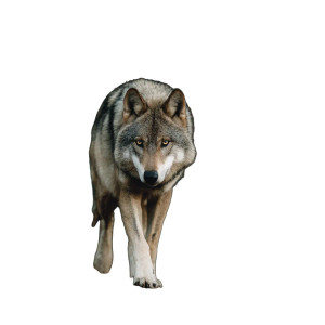 Wolf In Forest V2 Vinyl Car Decal Sticker – Waterproof & UV-Resistant 3.4133333333333336"
