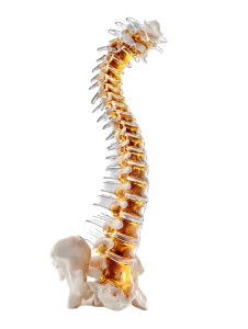 Human Spine Vinyl Car Decal Sticker – Waterproof & UV-Resistant 8.213333333333333" Human Spine Vinyl Car Decal Sticker – Waterproof & UV-Resistant 8.213333333333333"