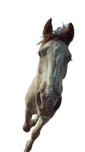 Horse Freeway Chase Vinyl Car Decal Sticker – Waterproof & UV-Resistant 9.706666666666667"