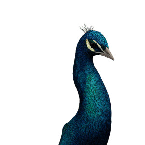 Peacock Vinyl Car Decal Sticker – Waterproof & UV-Resistant 3.4133333333333336" Peacock Vinyl Car Decal Sticker – Waterproof & UV-Resistant 3.4133333333333336"