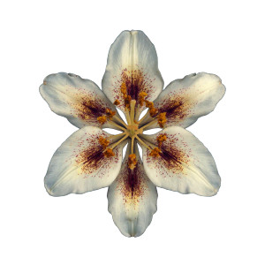 Blooming Lily V2 Vinyl Car Decal Sticker – Waterproof & UV-Resistant 3.4133333333333336"