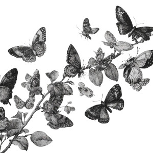 Botanical Butterflies Flight Vinyl Car Decal Sticker – Waterproof & UV-Resistant 6.826666666666667"