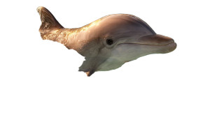 Golden Dolphin Vinyl Car Decal Sticker – Waterproof & UV-Resistant 2.72"