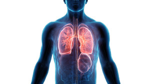 Detailed Human Anatomy V2 Vinyl Car Decal Sticker – Waterproof & UV-Resistant 2.72"